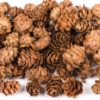 Baker Ross AC492 Larch Cones Value Pack — Ideal for Kids' Arts and Crafts, Christmas, Sensory Stimulation, and More…